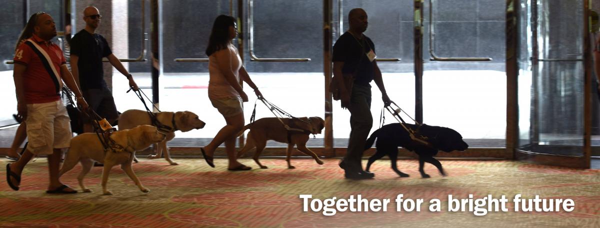 Guide dogs leading walkers down a hallway