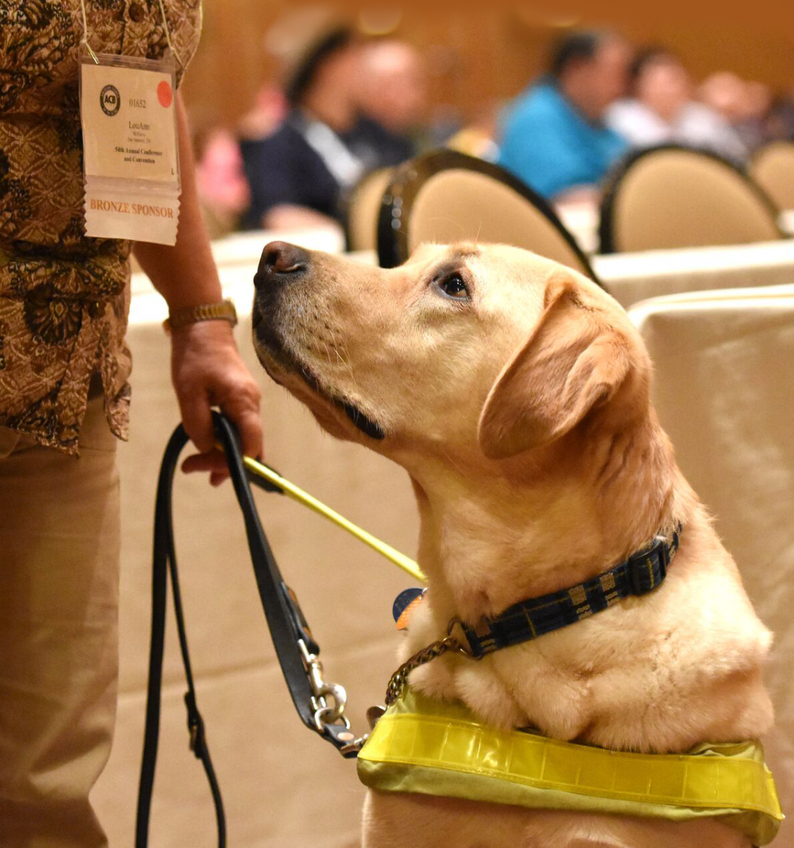 Guide dog offering support
